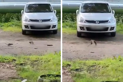 Дератизация идет, но крысы бегают: видео из Архангельска