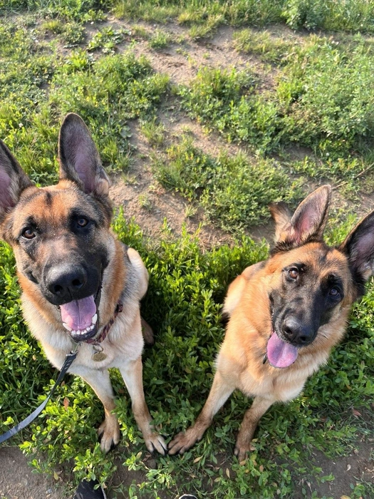 Рагнар (слева) и Киара | Источник: Юлия Лавринова / «Доктор Питер»