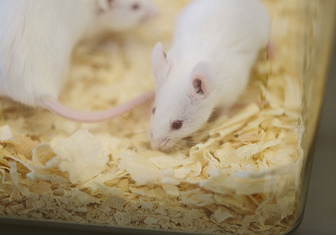 Мыши с напечатанными на 3D-принтере яичниками принесли потомство