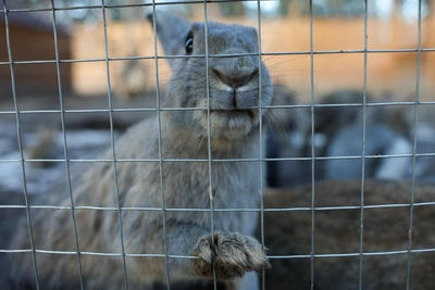 Убийство из-за кроликов: якутянин получил 9 лет колонии