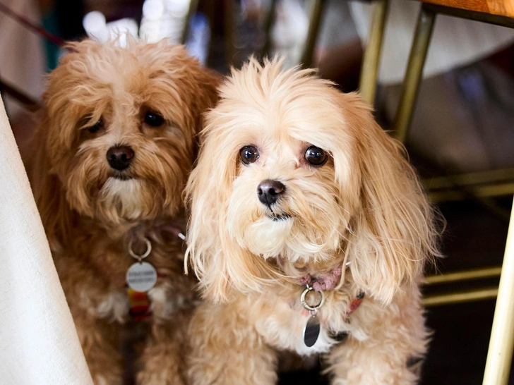Курорт «Мрия» и компания «Валта Пет Продактс» представили стандарты pet-friendly путешествий по России | Источник: пресс-служба