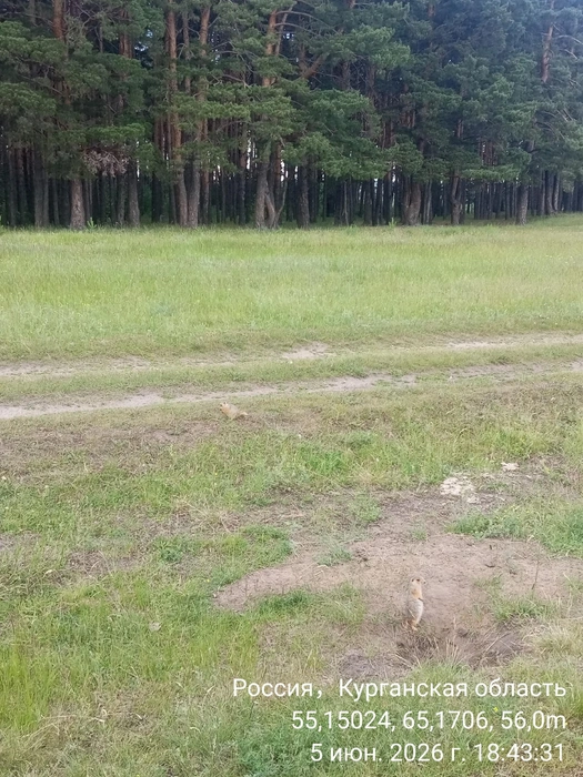 Суслики. Один у норки, второй&nbsp;— у дороги | Источник: Анна Сарапульцева /45.RU