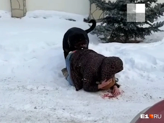 Это не первый случай нападения ротвейлера на соседей | Источник: Читатель E1.RU