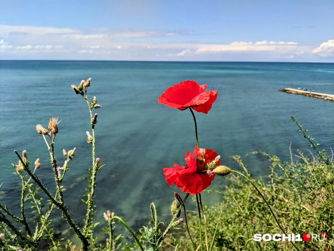 Крым красив своей необузданной природой  | Источник: Оксана Витязь