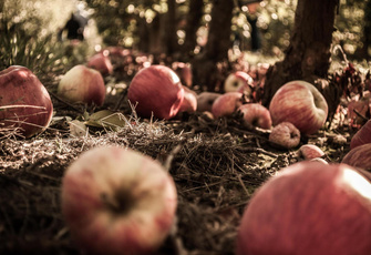 Будет здорова: как обрезать яблоню осенью
