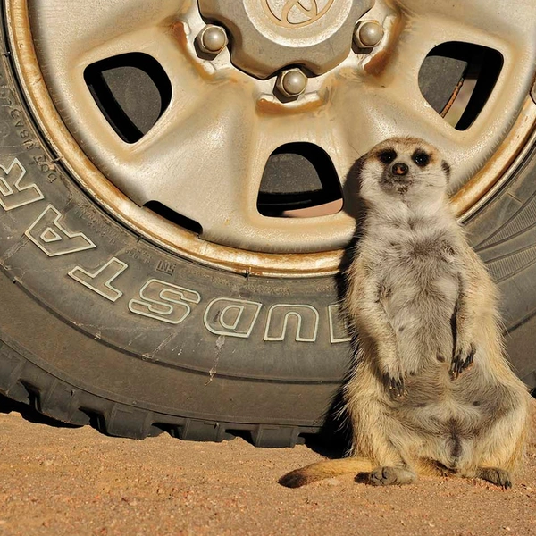 «Шеф, подбросишь до города?» | Источник: Alexey Tishchenko / European Wildlife Photographer of the Year 2012