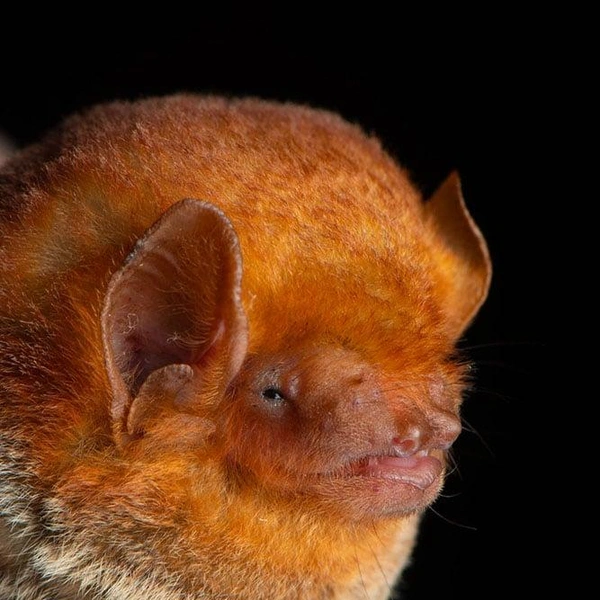Пустынный волосатохвост (Lasiurus frantzii) | Источник: José Gabriel Martínez-Fonseca via PetaPixel