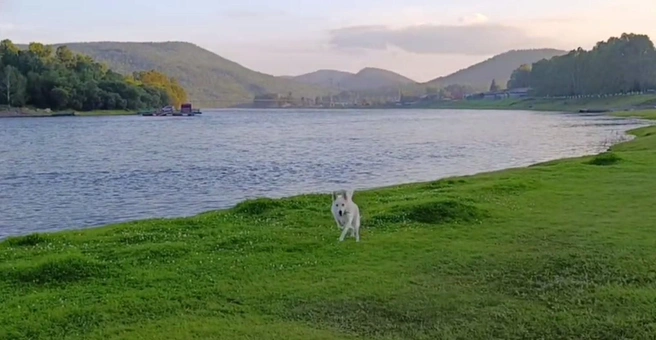 Резвится на лугу и купается в Иркуте. Как дела у пса, которого подкинули к Сибирскому зоопарку этим летом | Источник: скриншот видео из канала «Сибирский зоопарк» / Telegram