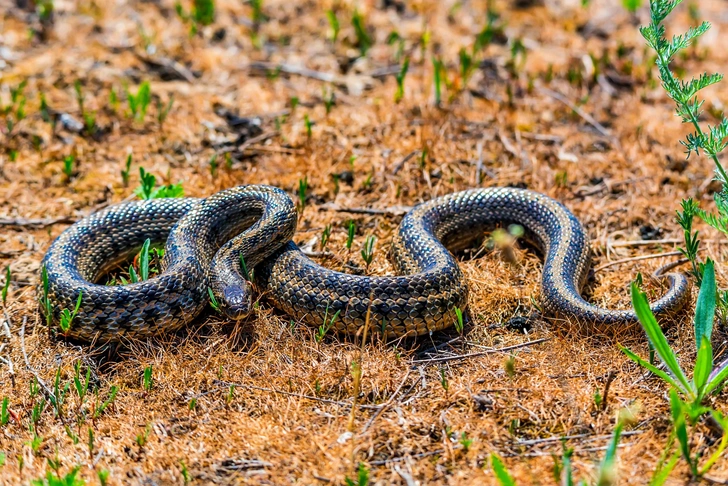 Источник: Yakov Oskanov via Shutterstock/Fotodom.ru