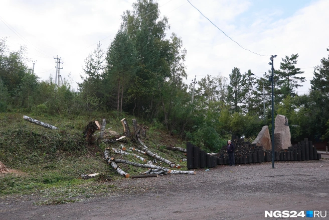 Пока спилено несколько деревьев | Источник: Мария Ленц / NGS24.RU
