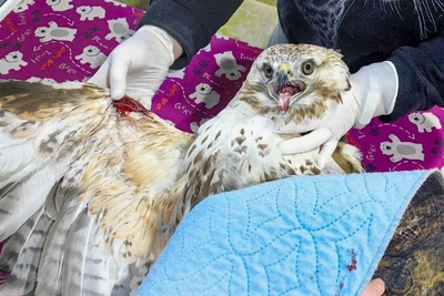 Курганник с перебитым крылом лечится в Иркутском зоопарке