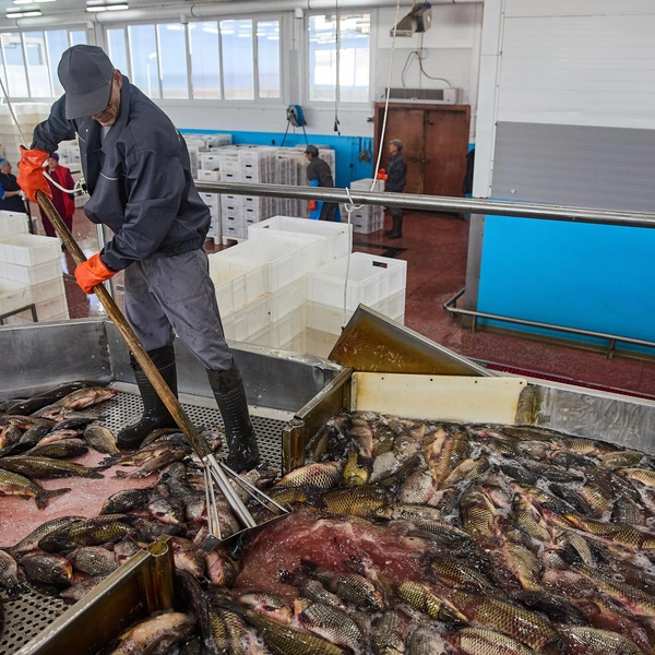 Сначала рыбу моют, и только потом рабочие приступают к сортировке | Источник: Александр Ощепков / NGS.ru