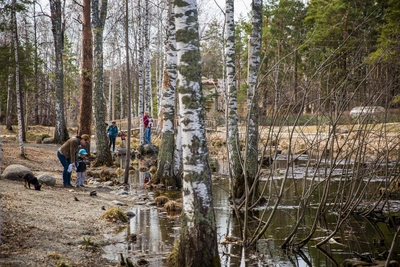 Биолог назвал сроки сбора березового сока в области