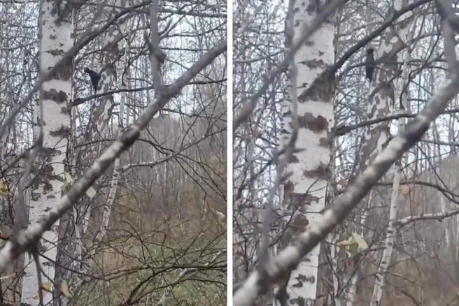 Птица занесена в Красную книгу Москвы | Источник: «Управление по охране животного мира Омская область» / T.me