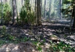 В Касимовском районе произошел лесной пожар | ya62.ru