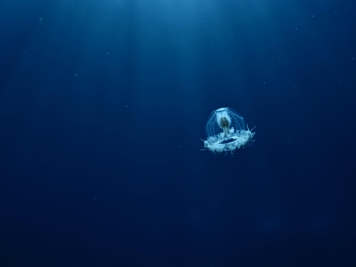 Как феникс из пепла: биологи раскрыли тайну «бессмертной медузы»