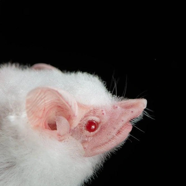 Мешкокрыл Капплера (Peropteryx kappleri) | Источник: José Gabriel Martínez-Fonseca via PetaPixel