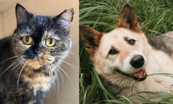 Котопёс недели: возьмите из приюта кошку Печеньку или собаку Марбелью