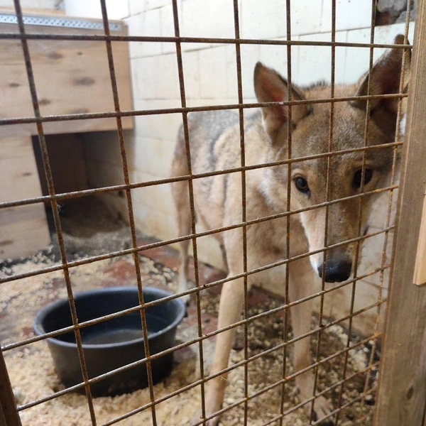 В Петербург из Дагестана привезли волка и обезьяну. И посадили в клетку | www.fontanka.ru