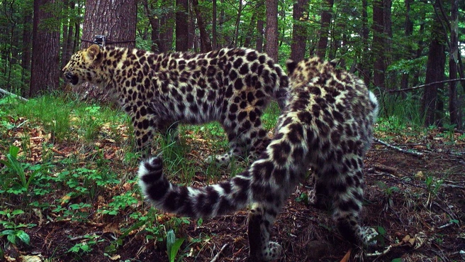 Источник: «Земля леопарда» / leopard-land.ru