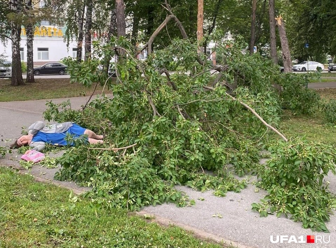 Дерево переломилось пополам | Источник: читатель UFA1.RU 