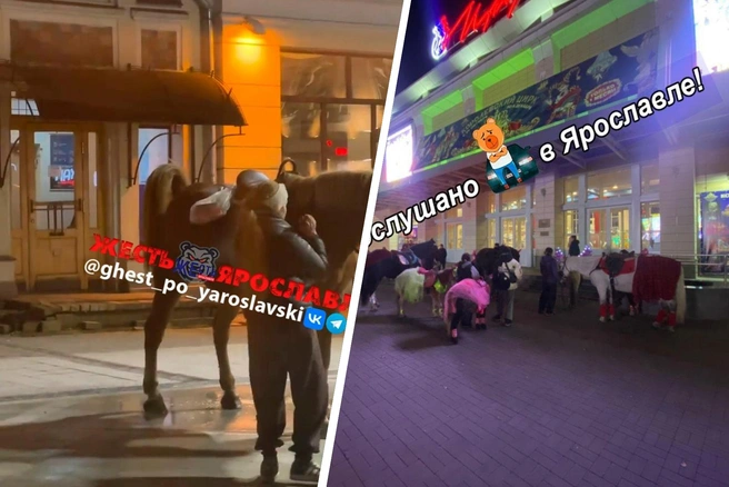 Что делают лошади в центре Ярославля | Источник: ПОДСЛУШАНО в ЯРОСЛАВЛЕ / Vk.ru, Жесть Ярославль / Vk.ru