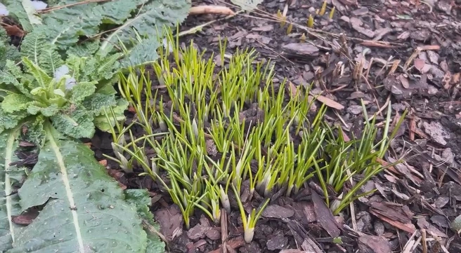 Источник: Ботанический сад Петра Великого. Санкт-Петербург