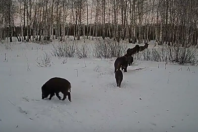 Мохнатые кабаны попали на видео в Омской области