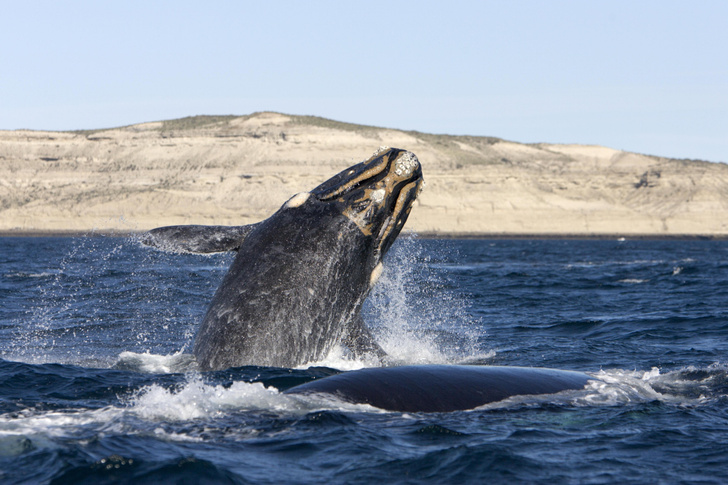 Кашалоты, горбачи и полосатики: 10 мест, где можно полюбоваться на китов