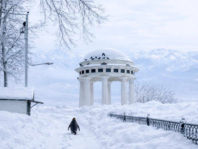 Ярославские морозы и снегопады пришлись бы пингвину по душе | Источник: Артем Бауман / 76.RU, Максим Бутусов / Городские медиа
