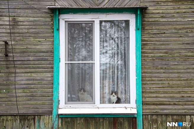 Коты с удовольствием наблюдают за происходящим на улице | Источник: Наталья Бурухина / NN.RU