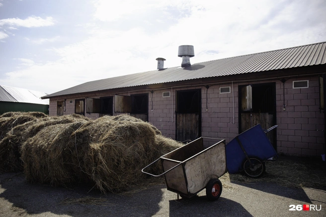 Жительница Ставрополя получила травму в агротуристическом парке | Источник: Лина Саитова / 116.RU