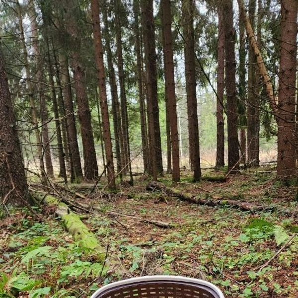 Источник: Ольга Гонцова / Грибы в Подмосковье 2025 / VK.com