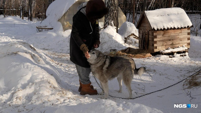 Кучуму уже 11 лет | Источник: Антон Дигаев / NGS.RU