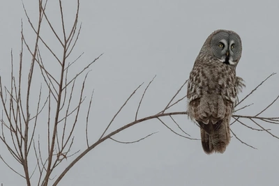 Редкую краснокнижную сову сфотографировали в Омской области