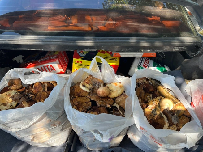 Грузди пойдут в засолку  | Источник: «Грибы. Грибники Омска и Омской области"/ vk.com