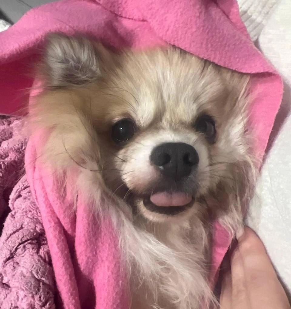 Найденному немецкому шпицу около шести лет | Источник: Ксения Фридель