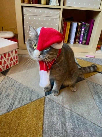 «Рейтинг&nbsp;— катастрофа. Хозяйка&nbsp;— в черном списке. Последствия&nbsp;— будут» | Источник: читатель НГС 