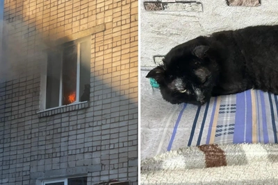 В Перми ищут дом коту, спасённому на пожаре