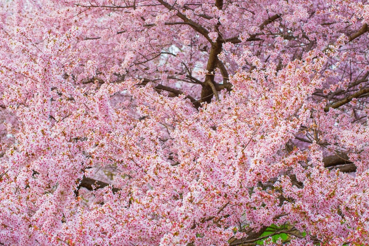 Источник: Ahmer Kalam/Unsplash