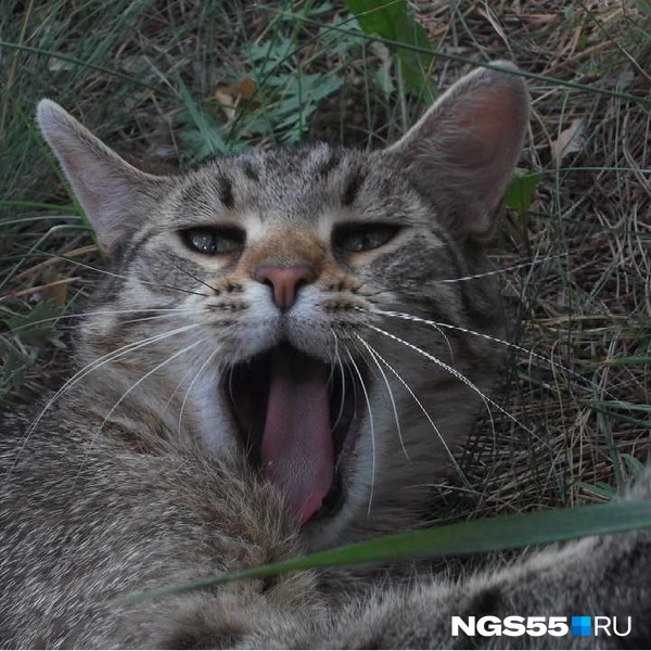 В этом месте было очень много котов | Источник: Анна Иванина / NGS55.RU