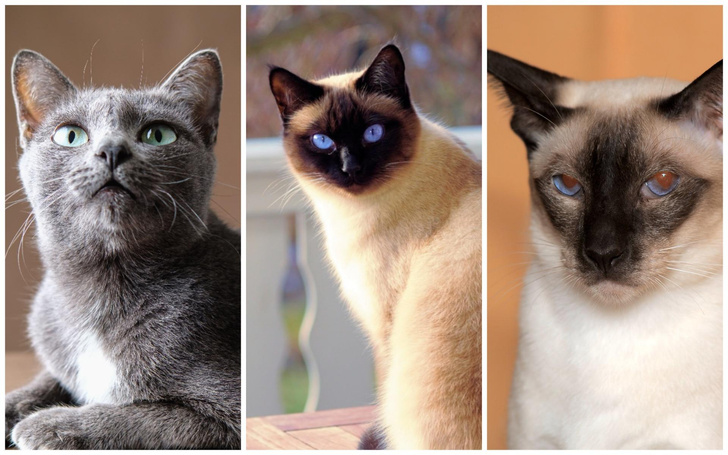 Эти три породы кошек притягивают в дом богатство и удачу