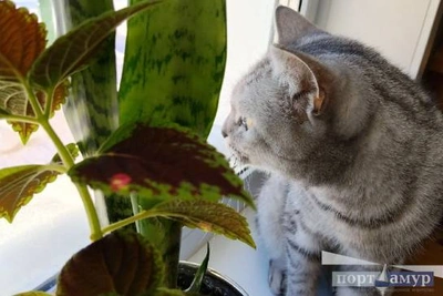 Погода в Приамурье на пятницу: осадки и потепление до +17