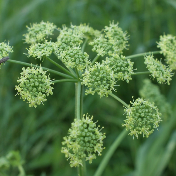 Борщевик сибирский&nbsp;(Heracleum sibiricum)&nbsp;— растет в Европе в умеренном поясе, в России&nbsp;— в Предкавказье, Западной Сибири, а также в Казахстане и Монголии. | Источник: Wikimedia Commons 
