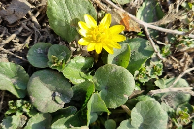 Волгоградские первоцветы: красота, несущая опасность