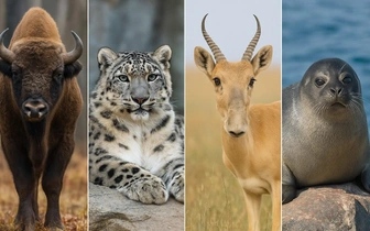 Тест на настоящего россиянина: соотнесите животных с их родными регионами