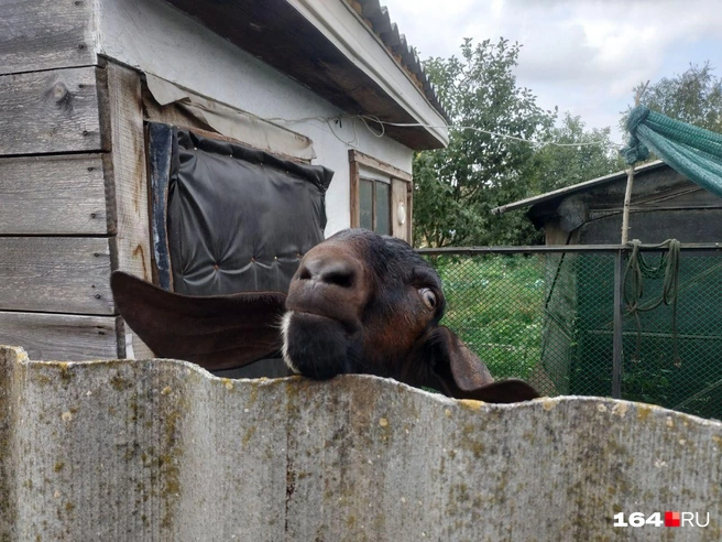 С этим козлом нам удалось подружиться | Источник: Семен Коротов-Майбах / 164.RU