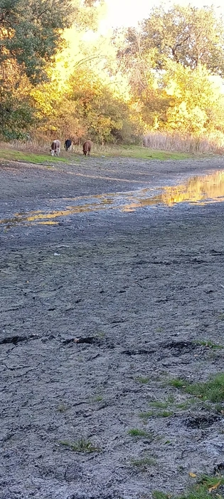 А сейчас даже коровам нечего там пить | Источник: читатели V1.RU