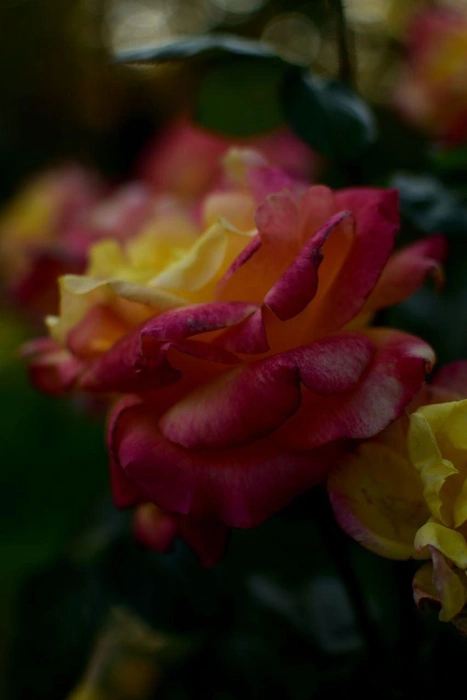 Розы еще цветут, но уже тронуты ночной прохладой | Источник: Александр Киреев