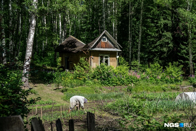 Многие культуры лучше всего высаживать в июне — среди них огурцы, томаты, перцы | Источник: Александр Ощепков / NGS.RU